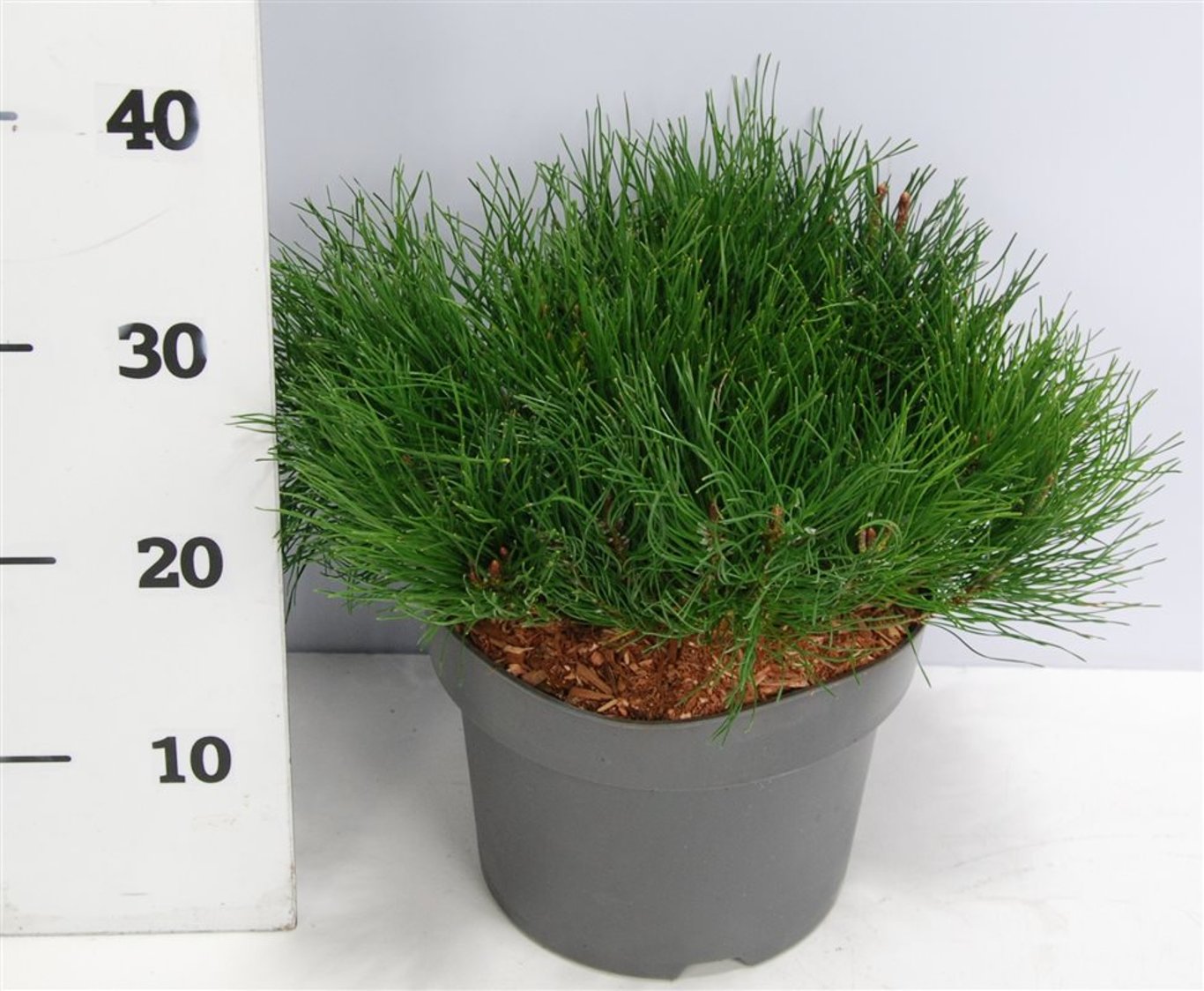 Pinus mugo pumilio - C5 30-40 CM